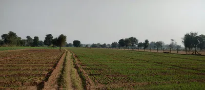 Rajpura, Punjab, India preview 2