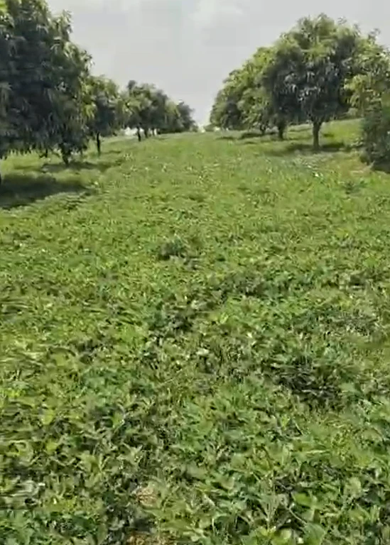 8923+9F Peddakothapally, Nagarkurnool, Telangana, India