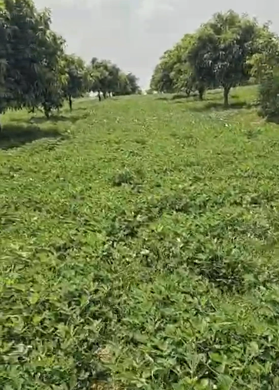 8923+9F Peddakothapally, Nagarkurnool, Telangana, India - Photo 2