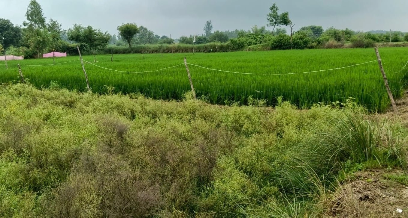 Mohanlalganj, Lucknow, Uttar Pradesh 226301, India