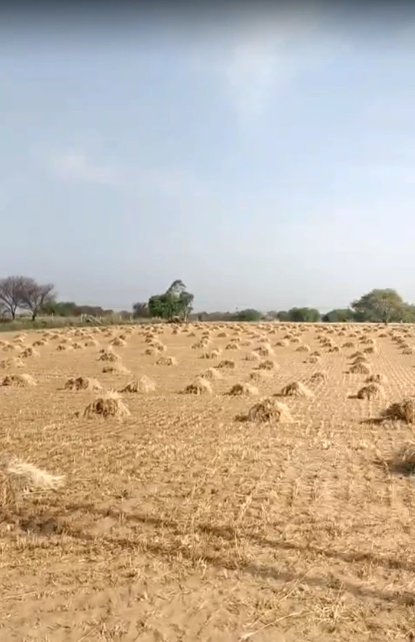 CGW4+QR Malikpur, Rajasthan, India