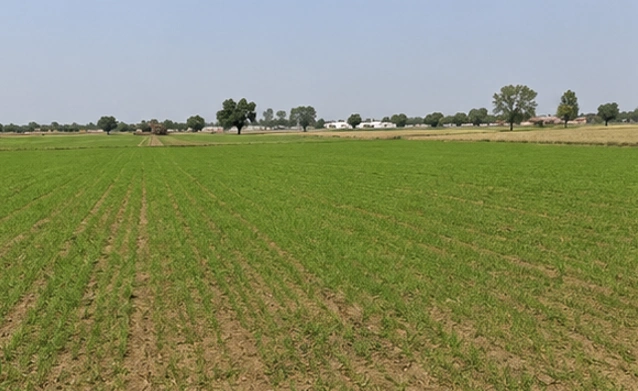 Chatauli, Sahibzada Ajit Singh Nagar, Punjab 140103, India