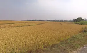 5WCX+H8H, Naya Raipur-Arang Rd, Arang, Chhattisgarh 493441, India preview 2