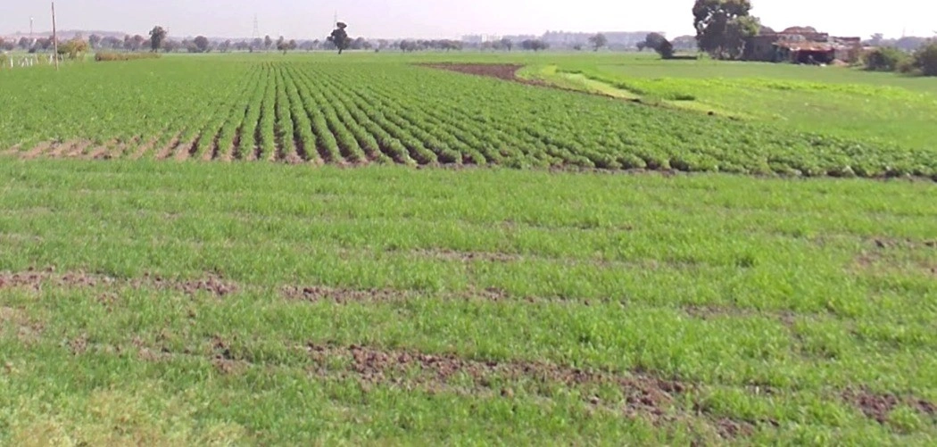 Kotra, Madhya Pradesh, India