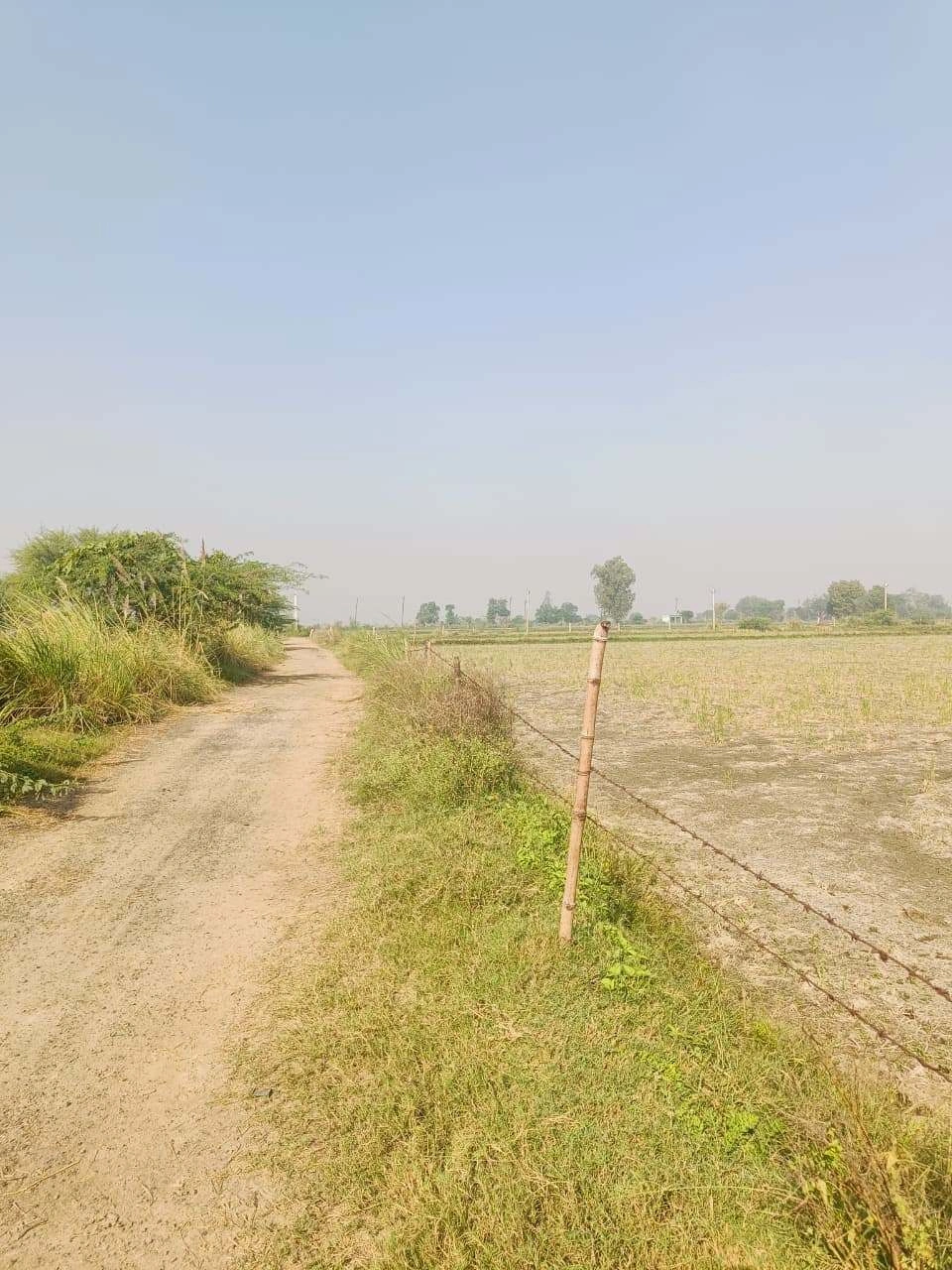 Barhana, Mathura, Uttar Pradesh, India
