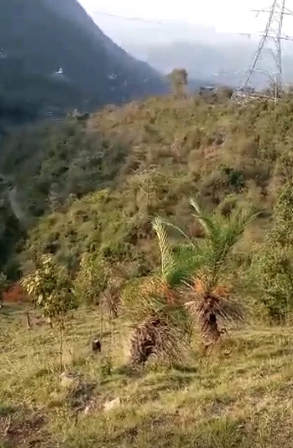 Chandi, Solan, Himachal Pradesh 173236, India