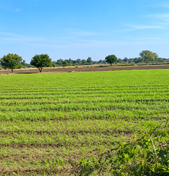 4G9W+H8P, Anuppur, Tummibar, Dongara Tola, Madhya Pradesh 484110, India