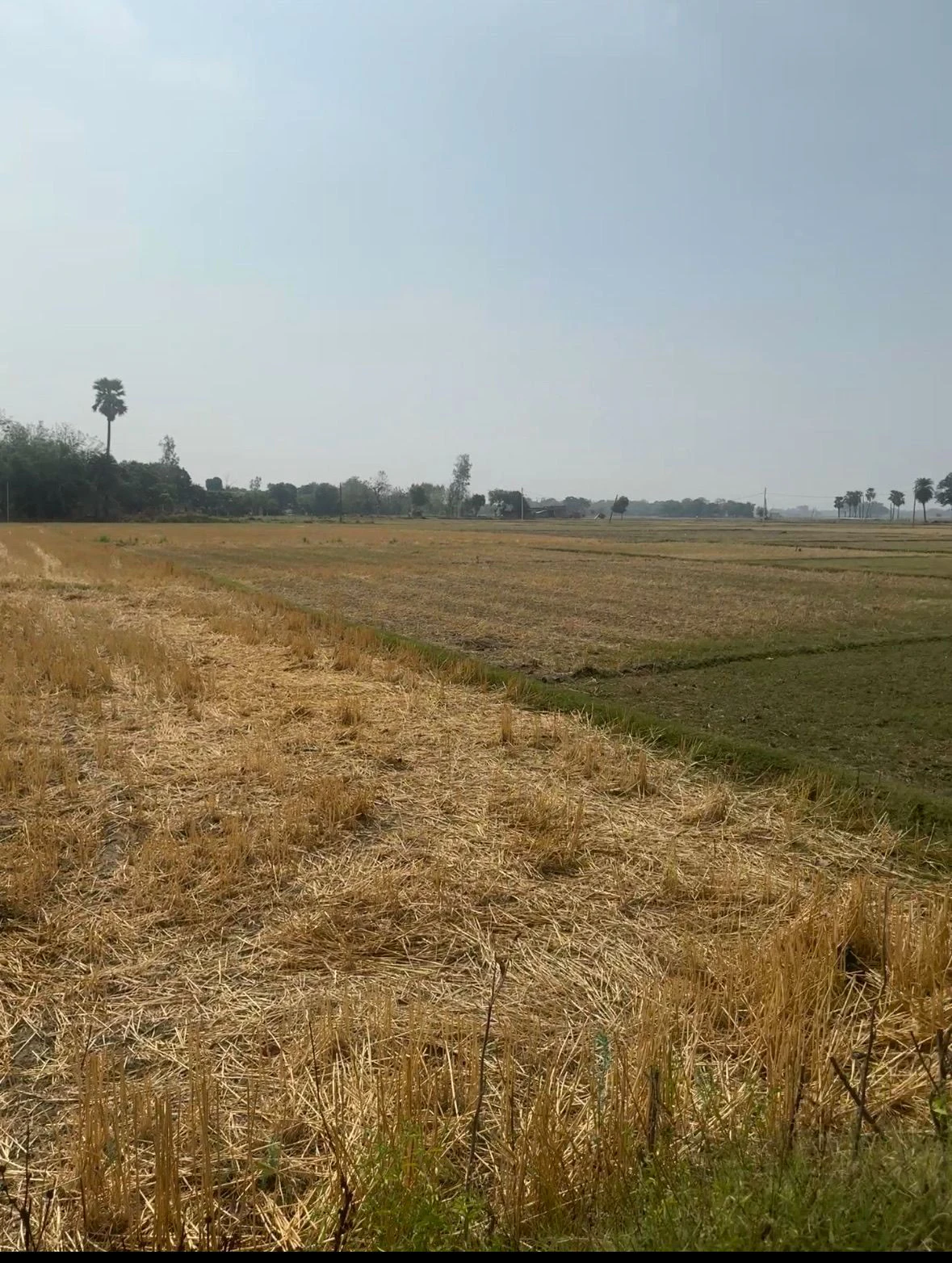 Gehundi, Kasimabad, Ghazipur, Uttar Pradesh, India