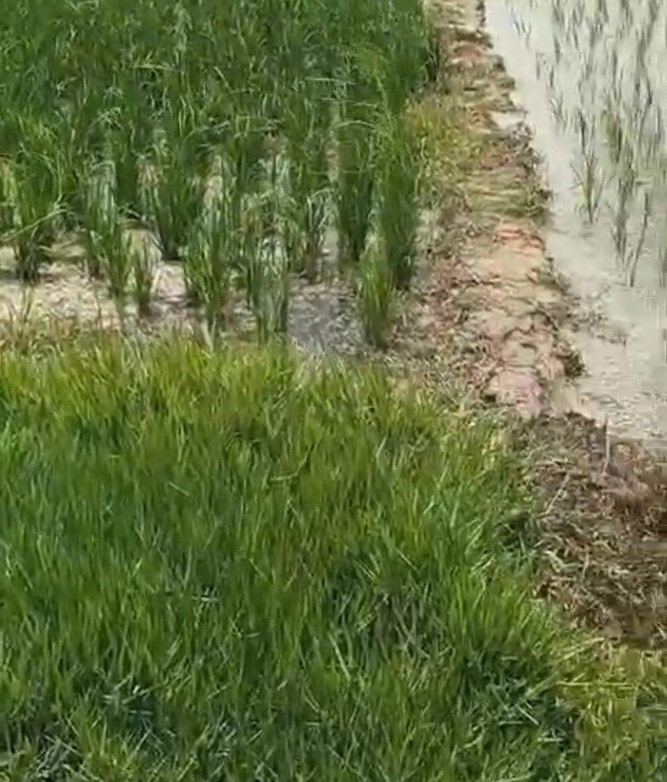 Mawana, Uttar Pradesh, India