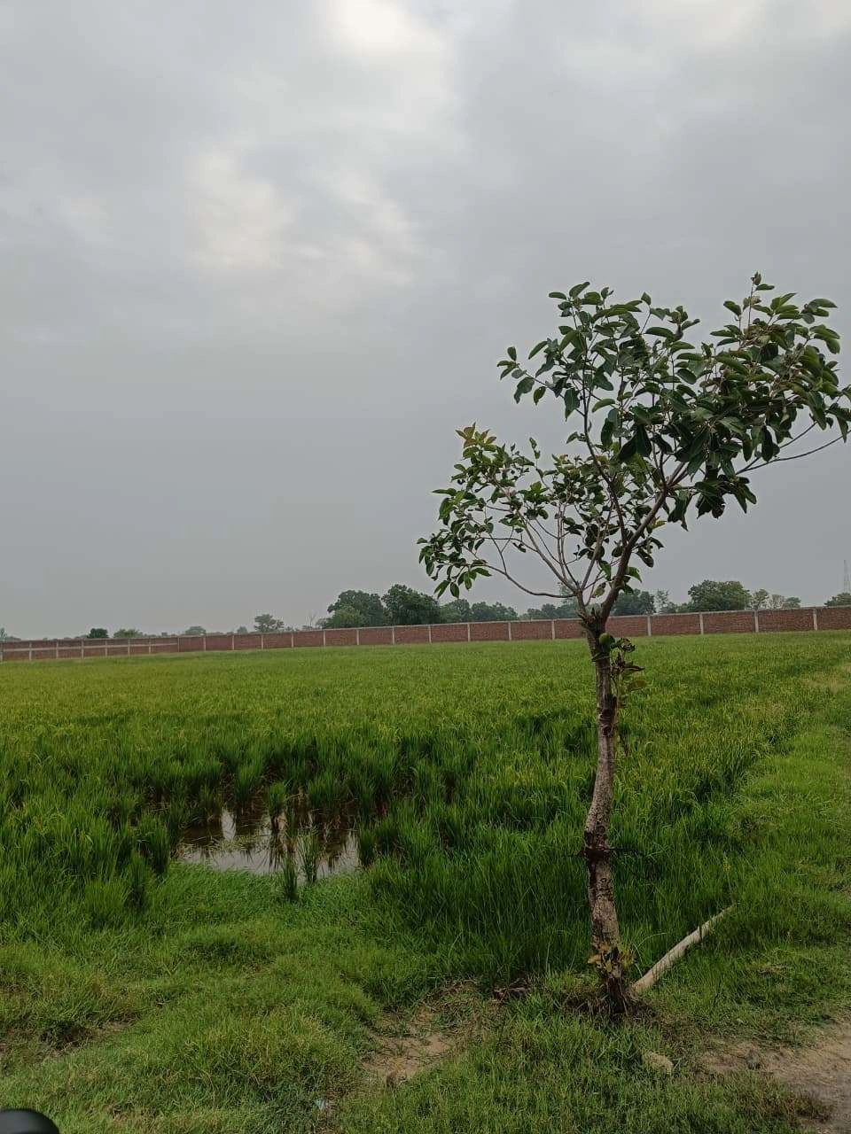 Adampur, Uttar Pradesh, India