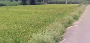 Agar, Madhya Pradesh 465441, India preview 3