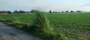 Helak, Rajasthan, India preview 4