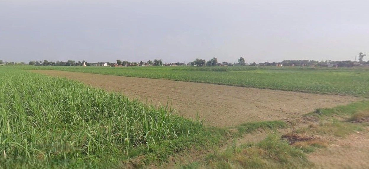 Sardhana, Uttar Pradesh 250342, India