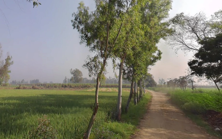 Khedi Manihar, Uttar Pradesh 250401, India