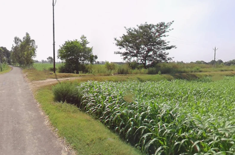 Datiyana, Uttar Pradesh, India