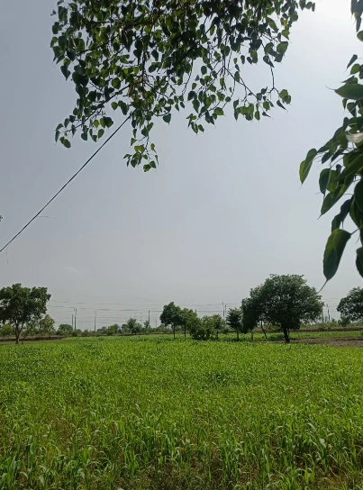 Kamkapar, Balod, Chhattisgarh 491771, India