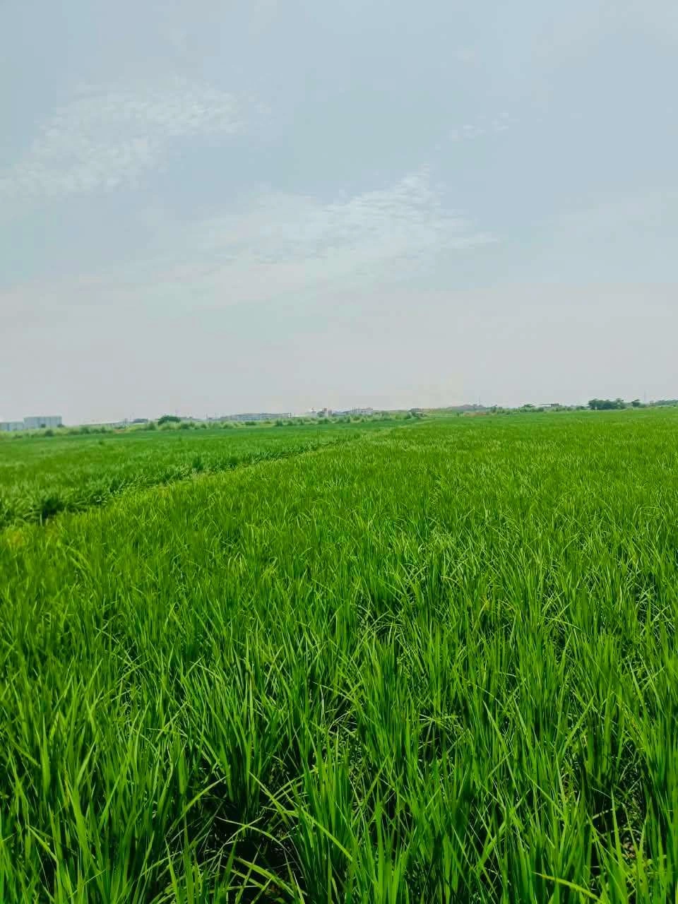 Nawali, Mathura, Uttar Pradesh, India