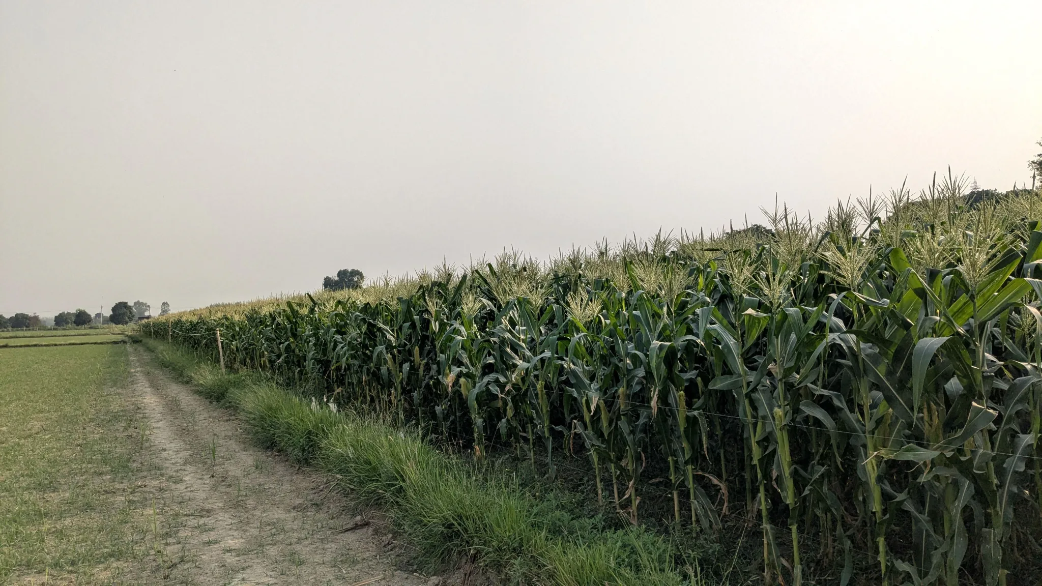Bhagwanpur Khadar, Mawana, Meerut, Uttar Pradesh, India - Photo 6