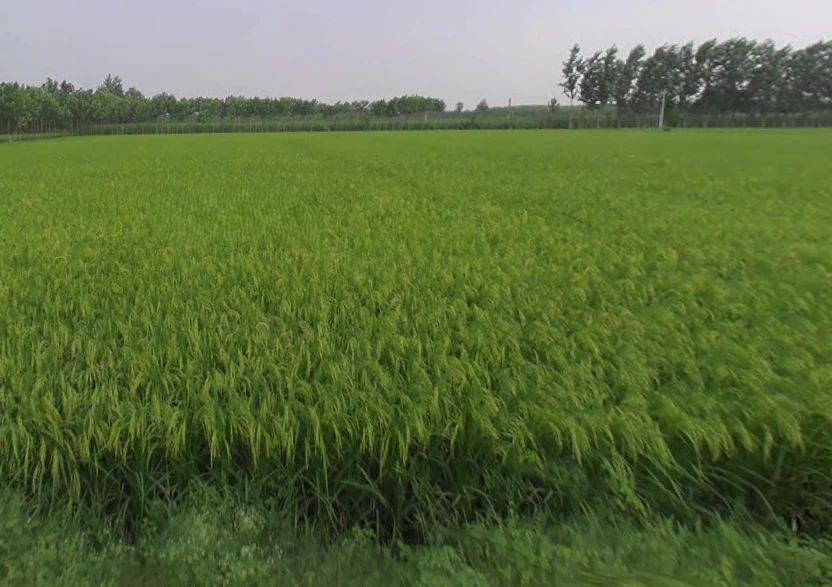 Sarsawa, Uttar Pradesh 247232, India