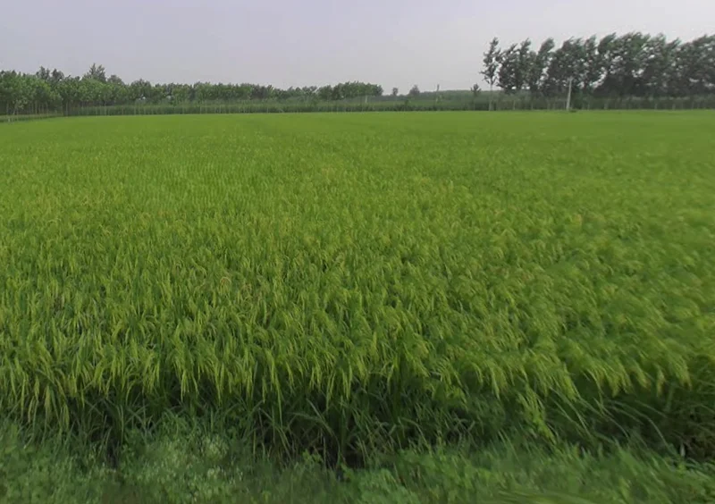 Sarsawa, Uttar Pradesh 247232, India preview 2