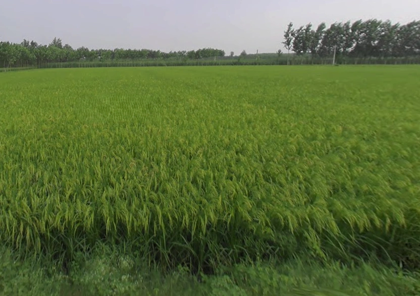 Sarsawa, Uttar Pradesh 247232, India