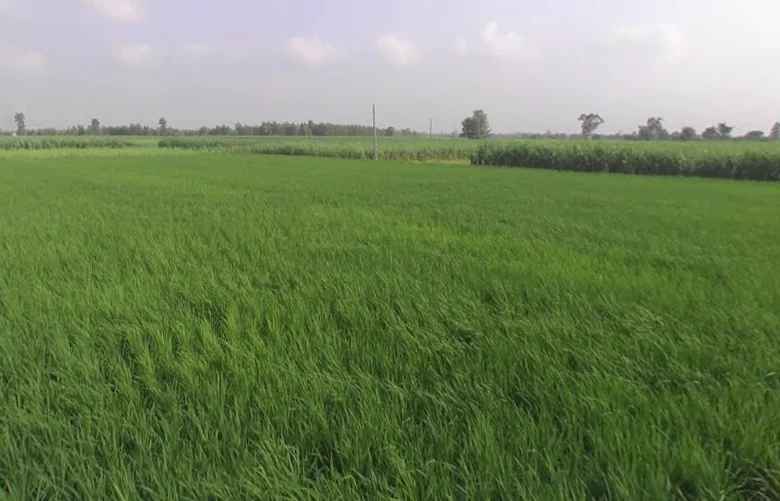 Chalakpur, Uttar Pradesh, India preview 3