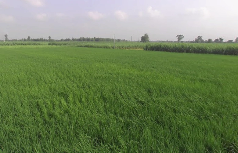 Chalakpur, Uttar Pradesh, India
