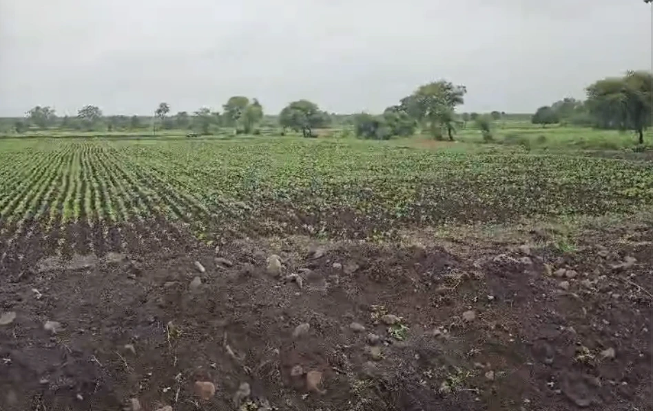 Sunheti Kharkhari, Saharanpur, Uttar Pradesh 247551, India