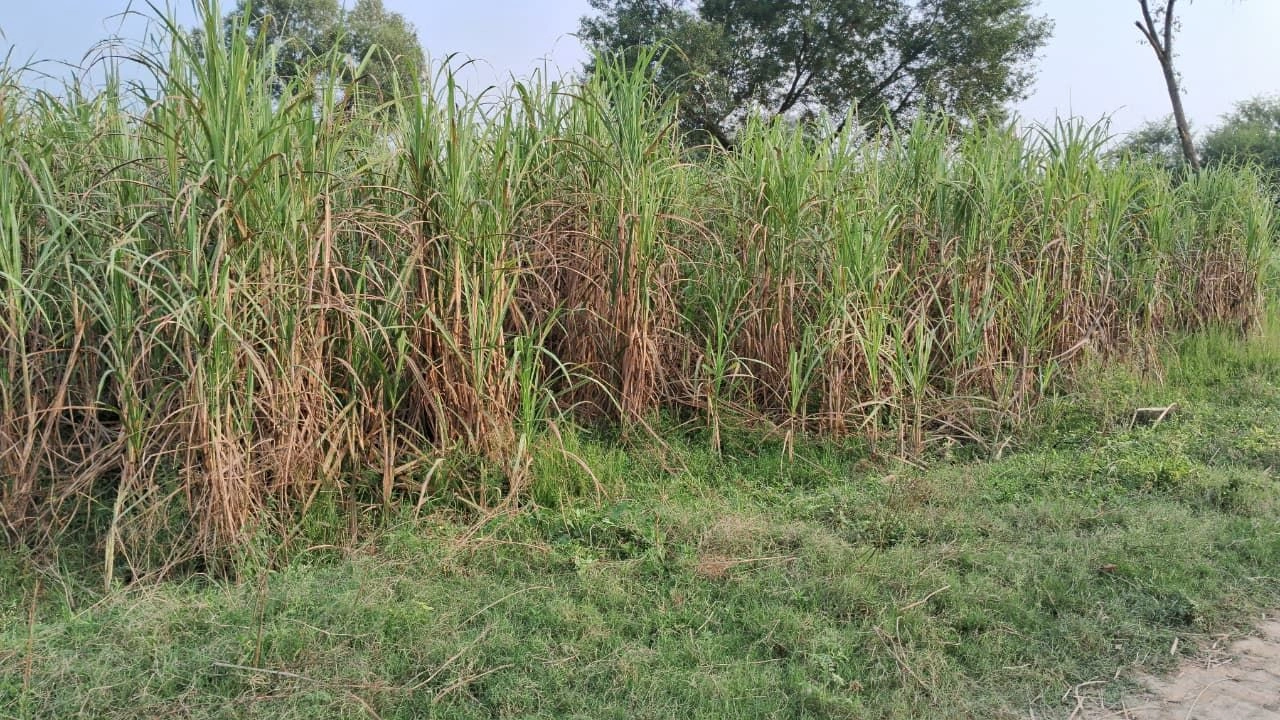 Sinkri Buzurg, Uttar Pradesh 246733, India - Photo 4