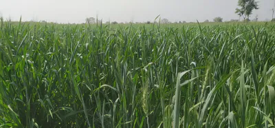WVXM+PF Kassoana, Firozpur, Punjab, India preview 2