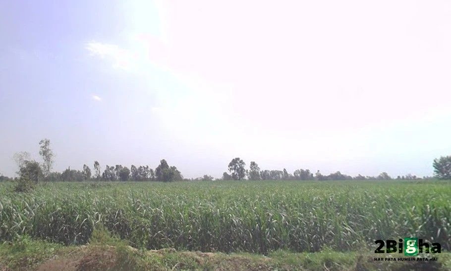 Moradabad, Tajpur Mafi, Uttar Pradesh 244104, India