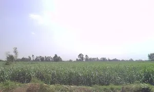 Moradabad, Tajpur Mafi, Uttar Pradesh 244104, India preview 2