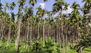 Belthangady, Karnataka 574214, India preview 2