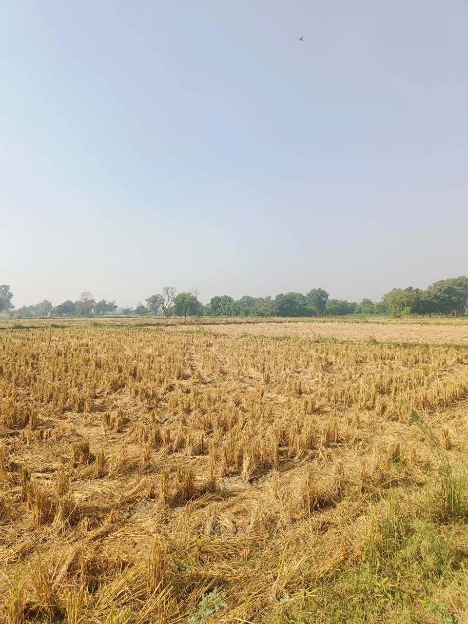Barhana, Mathura, Uttar Pradesh, India - Photo 2